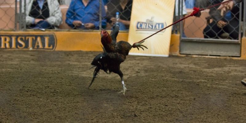 Gà chọi Peru và nét văn hóa truyền thống